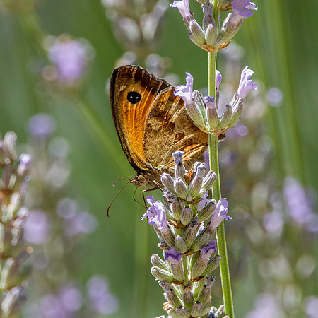 Gatekeeper