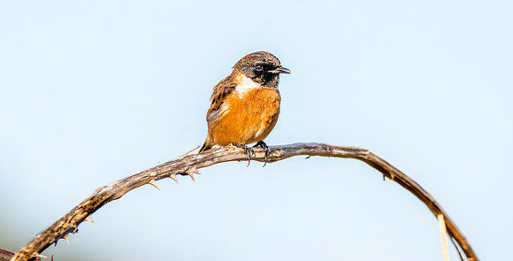 Stonechat