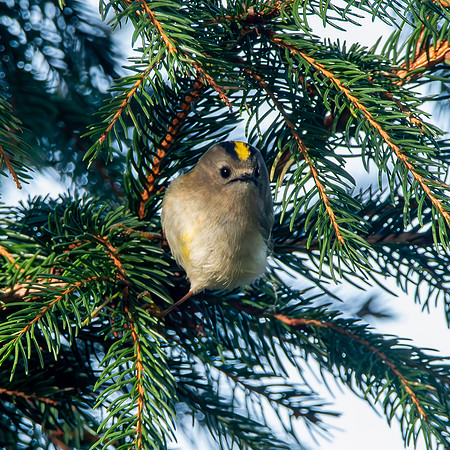Goldcrest