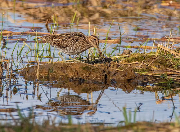 Common snipe