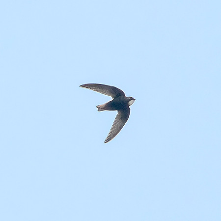 Little swift