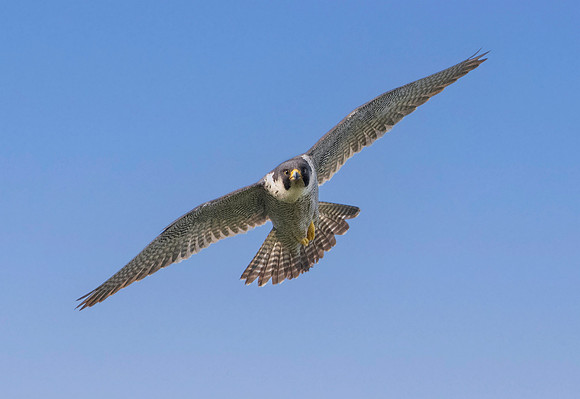 Peregrine falcon