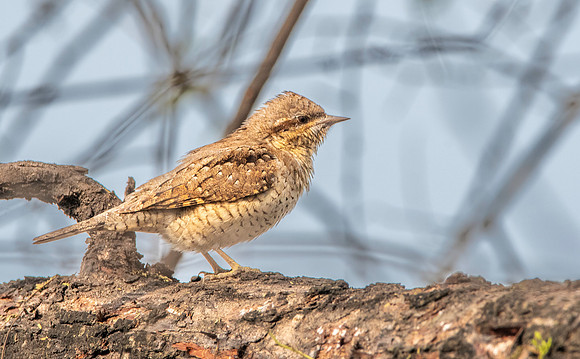 Wryneck