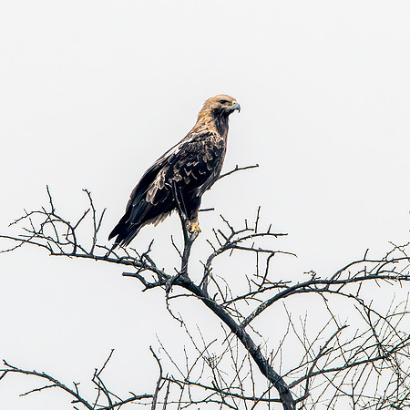 Booted eagle