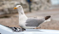 Herring gull