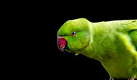 Ring-necked parakeet / Rose-ringed parakeet