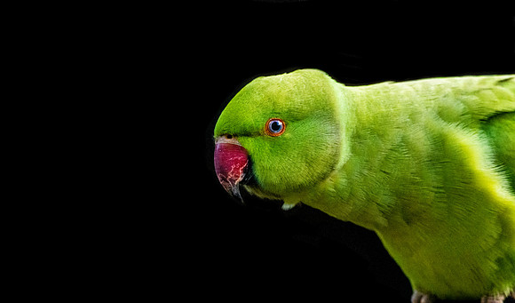 Ring-necked parakeet / Rose-ringed parakeet