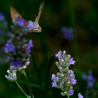 Hummingbird Hawk moth