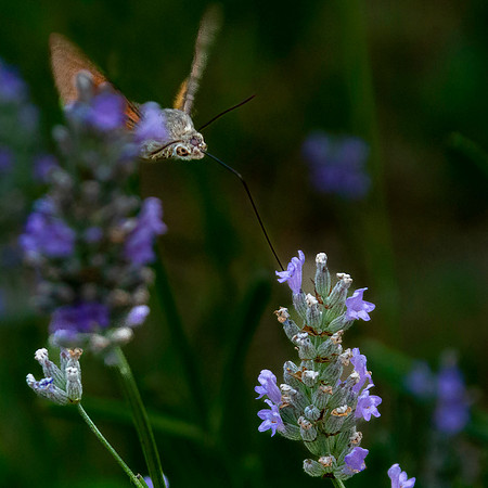 Hummingbird Hawk moth