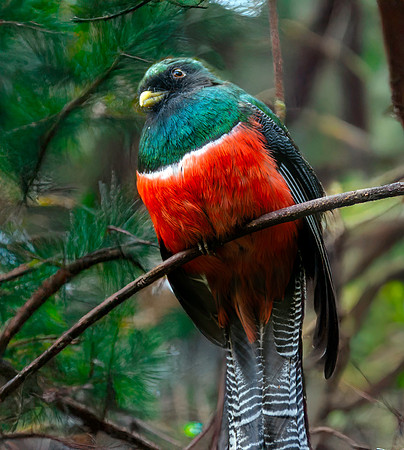 Collared trogon, male