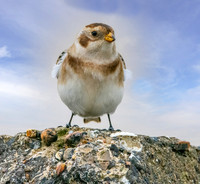 Snow bunting