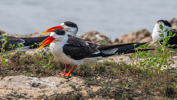 Indian skimmer