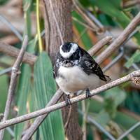 White browed fantail