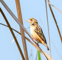 Black breasted weaver