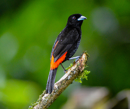 Cherrie's tanager