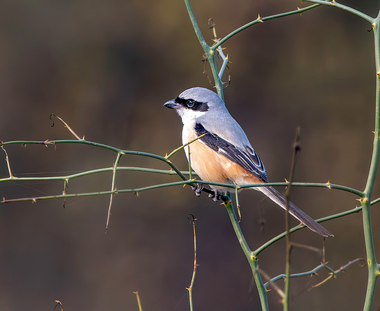 Grey backed shrike