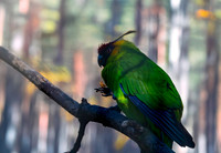 Horned parakeet