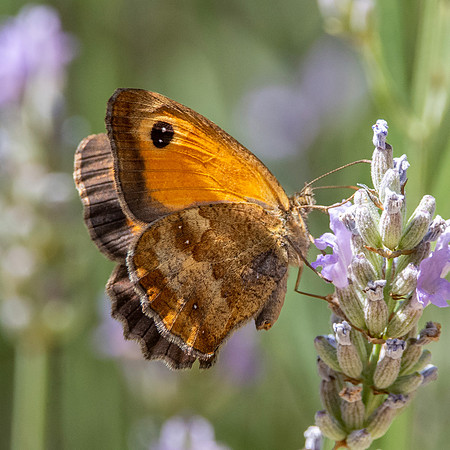 Gatekeeper