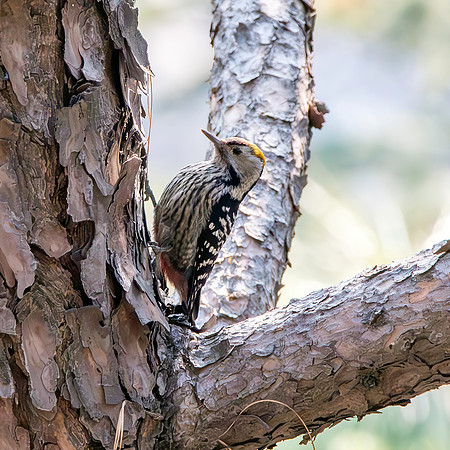 Female Brown fronted woodpecker