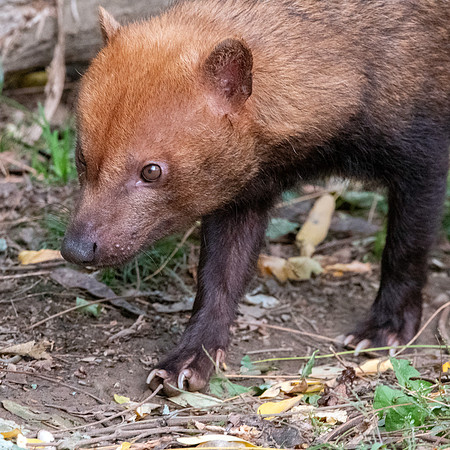 Bush dog