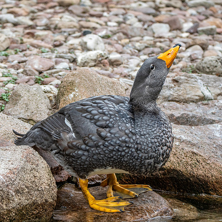Fuegian steamer duck