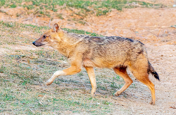 Indian jackal