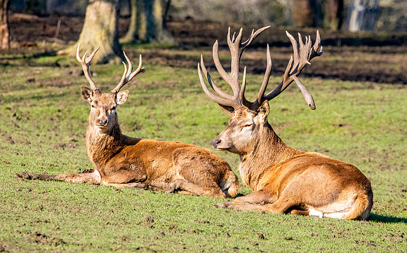 Red deer