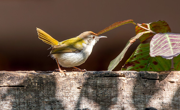 Common tailorbird