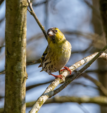 Siskin, female