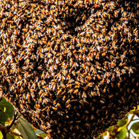Honey bee swarm