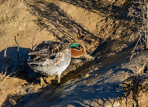 Common teal