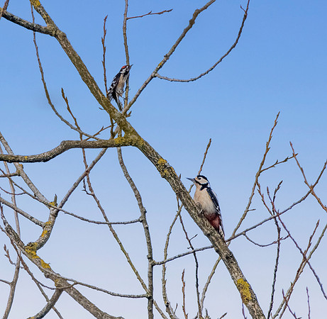 Lesser spotted woodpecker