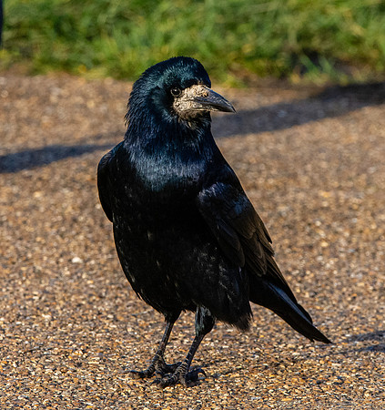 Rook