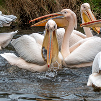 Great white pelican