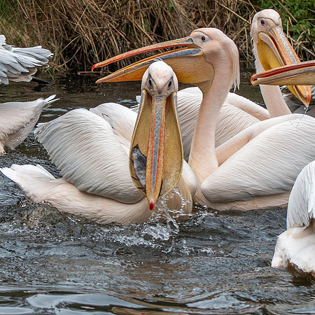 Great white pelican
