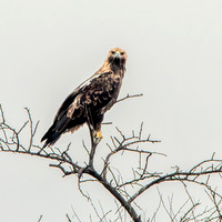 Booted eagle