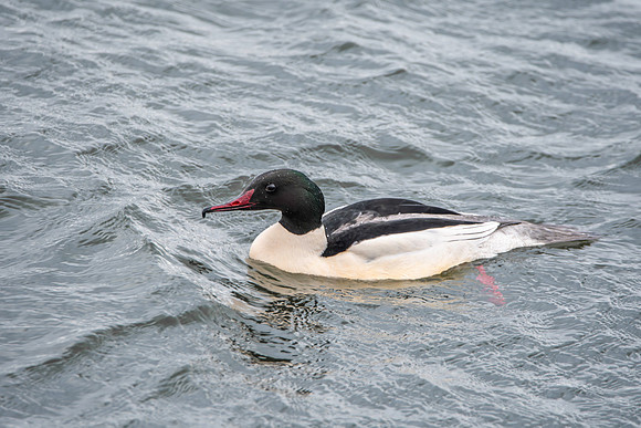Goosander male