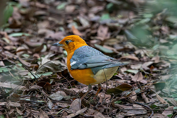Orange headed ground thrush