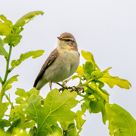Willow warbler
