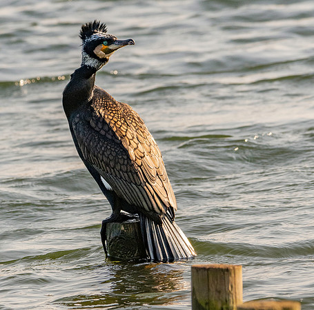 Great cormorant
