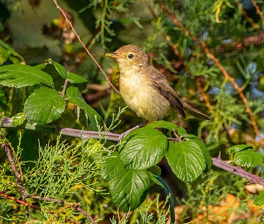 Melodious warbler