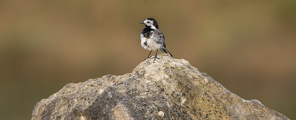 White wagtail