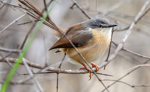 Ashy prinia