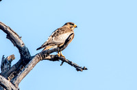 White eyed buzzard