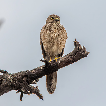 Shikra, immature
