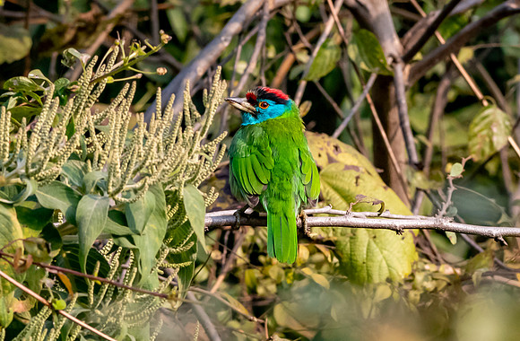 Blue throated barbet