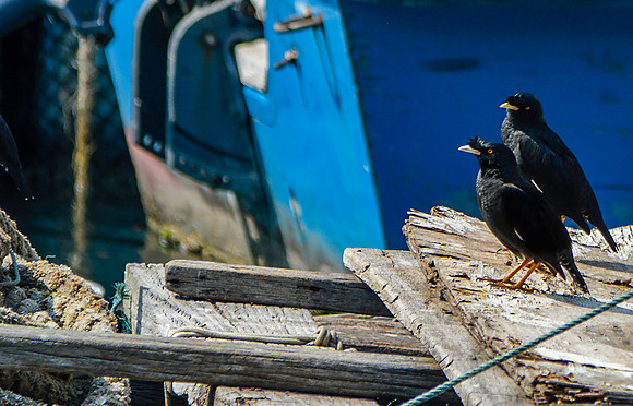 Crested myna