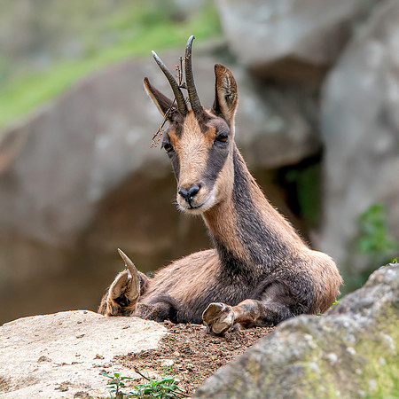 Pyrenean chamois goat