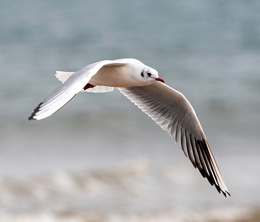 Black headed gull, flying