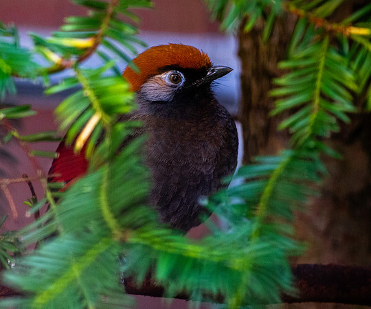 Red tailed laughingthrush